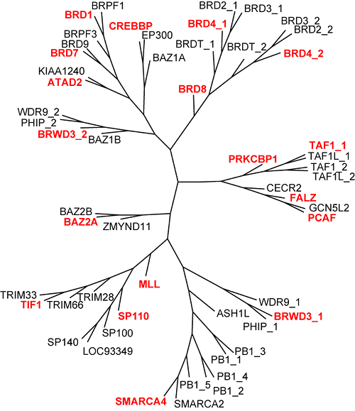 BRD whole-domain phylogenetic tree