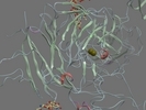 P00451 FA8 HUMAN 20 2192