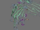 O14786 NRP1 HUMAN 273 427